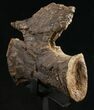 Diplodocus Caudal Vertebra From Wyoming - On Stand #10141-5